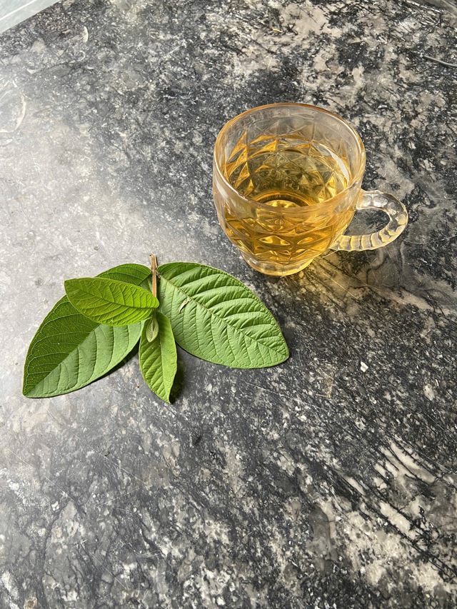 Uống nước lá ổi có tác dụng gì?- Ảnh 1.