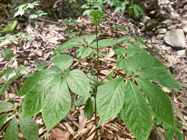 TRIMICO và mục tiêu phổ cập sâm Ngọc Linh với người tiêu dùng Việt Nam- Ảnh 1.