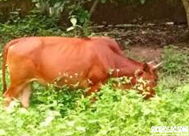 Đàn động vật quý hiếm tại Khánh Hòa 'tắc' ở khâu sinh sản- Ảnh 4.