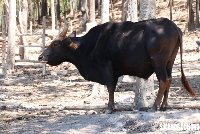 Đàn động vật quý hiếm tại Khánh Hòa 'tắc' ở khâu sinh sản- Ảnh 2.
