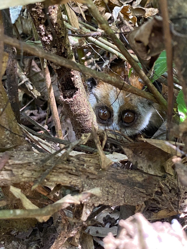 Hình ảnh ấn tượng về động vật quý hiếm khi được thả về rừng- Ảnh 9.