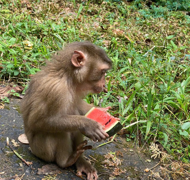 Hình ảnh ấn tượng về động vật quý hiếm khi được thả về rừng- Ảnh 10.