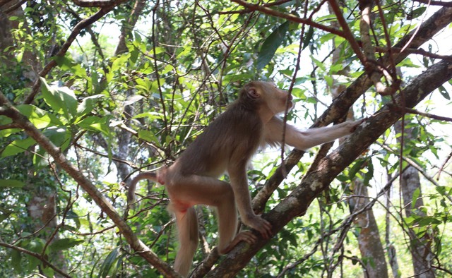 Hình ảnh ấn tượng về động vật quý hiếm khi được thả về rừng- Ảnh 2.