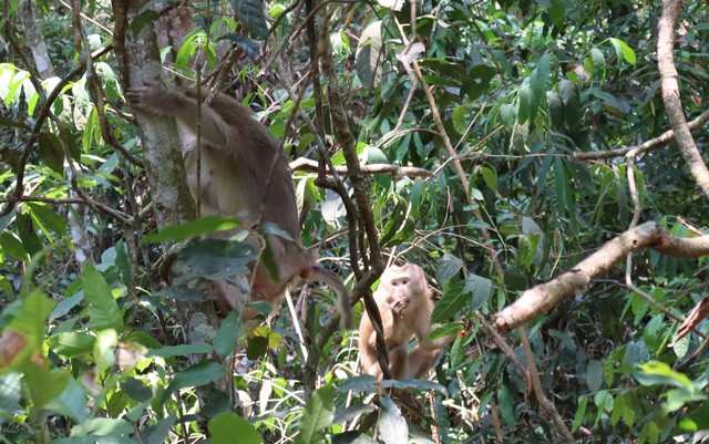 Hình ảnh ấn tượng về động vật quý hiếm khi được thả về rừng- Ảnh 3.