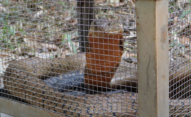 Hình ảnh ấn tượng về động vật quý hiếm khi được thả về rừng- Ảnh 4.