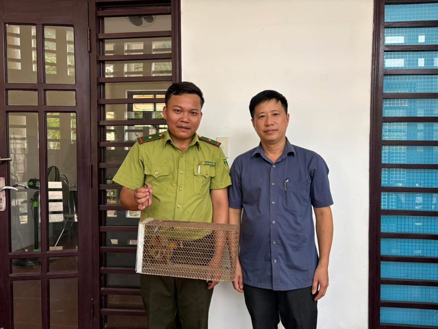 Cá thể linh trưởng quý hiếm đi lạc vào trụ sở trạm y tế- Ảnh 1.
