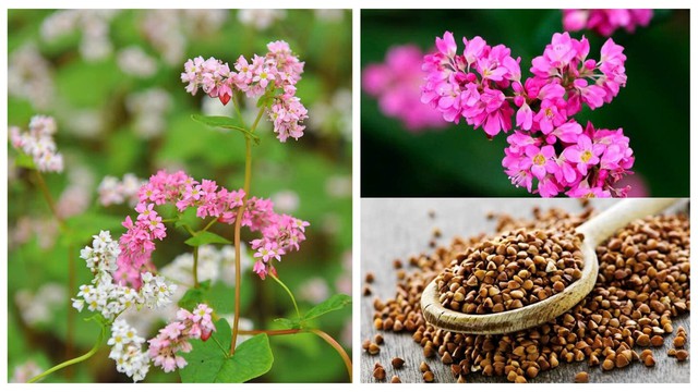 Bí mật sức khỏe trong một tách trà- Ảnh 1.