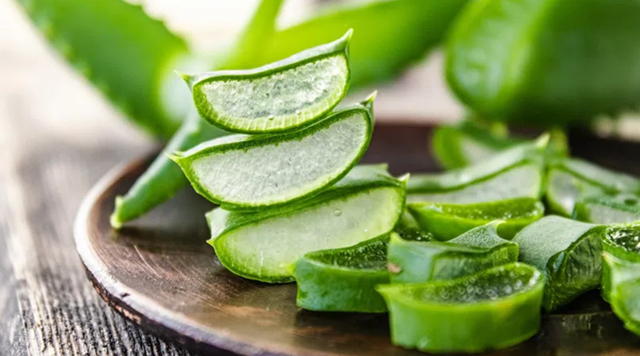 Nha đam có tác dụng gì?- Ảnh 1.