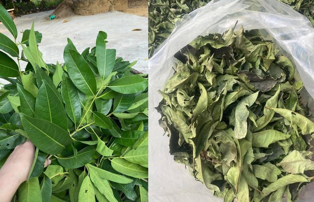 6 nhóm người không nên uống nước lá vối- Ảnh 1.