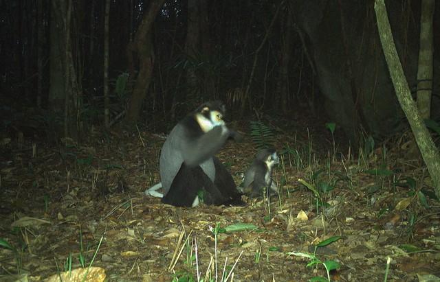 Hình ảnh ấn tượng về các loài động vật quý hiếm ở Hòn Bà của Khánh Hòa- Ảnh 3.