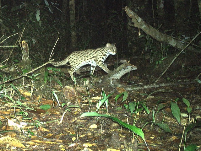 Hình ảnh ấn tượng về các loài động vật quý hiếm ở Hòn Bà của Khánh Hòa- Ảnh 6.