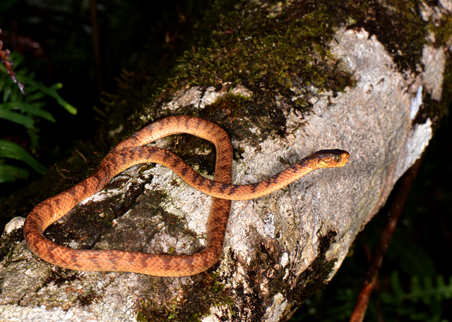 Hình ảnh ấn tượng về các loài động vật quý hiếm ở Hòn Bà của Khánh Hòa- Ảnh 8.