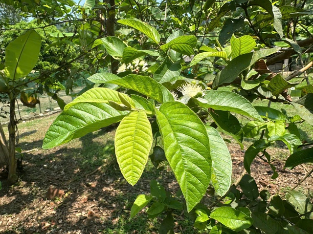Lá ổi vị thuốc quý kiểm soát tiểu đường nhưng 6 nhóm người này không nên uống- Ảnh 1.