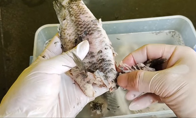 Cách nấu canh cá rô siêu ngon giải ngán sau kỳ nghỉ lễ- Ảnh 1.