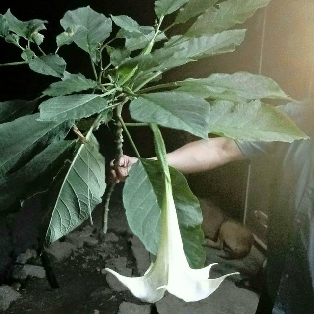 Ăn rau rừng lạ, 3 người trong một gia đình nhập viện cấp cứu- Ảnh 2.