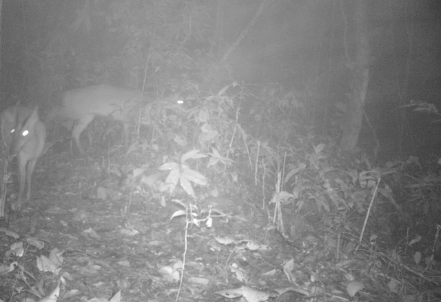 Loài động vật quý hiếm tưởng đã tuyệt chủng gần 100 năm bất ngờ xuất hiện- Ảnh 1.