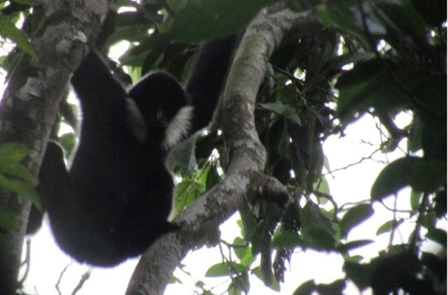 Loài động vật quý hiếm tưởng đã tuyệt chủng gần 100 năm bất ngờ xuất hiện- Ảnh 3.