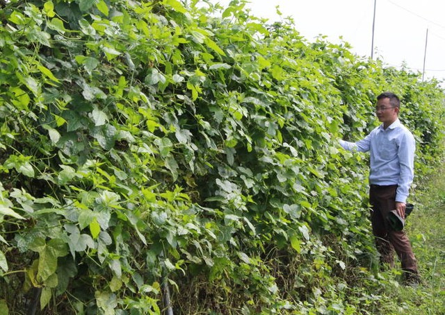 Dược liệu không chỉ là tài nguyên thiên nhiên mà còn là 'tài sản sức khỏe'- Ảnh 4. Dược liệu không chỉ là tài nguyên thiên nhiên mà còn là 'tài sản sức khỏe'- Ảnh 4.