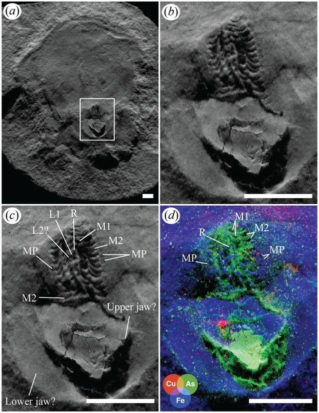 Sự thật gây sốc về kỷ lục hóa thạch bạch tuộc 'cổ nhất thế giới'- Ảnh 2. Sự thật gây sốc về kỷ lục hóa thạch bạch tuộc 'cổ nhất thế giới'- Ảnh 2.