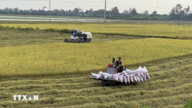 Giá gạo xuất khẩu tăng, thị trường lo ngại tác động của El Niño- Ảnh 1.