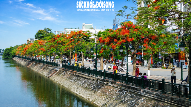 Tháng 5, về Hải Phòng check-in hoa phượng đỏ- Ảnh 1. Tháng 5, về Hải Phòng check-in hoa phượng đỏ- Ảnh 1.