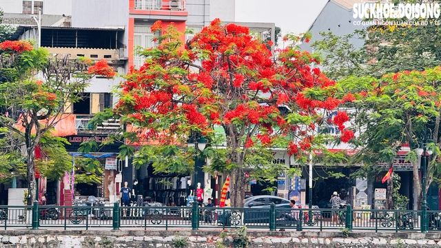 Tháng 5, về Hải Phòng check-in hoa phượng đỏ- Ảnh 3. Tháng 5, về Hải Phòng check-in hoa phượng đỏ- Ảnh 3.