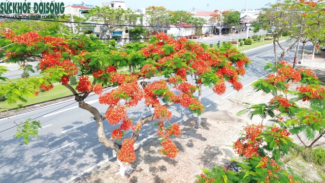 Tháng 5, về Hải Phòng check-in hoa phượng đỏ- Ảnh 6. Tháng 5, về Hải Phòng check-in hoa phượng đỏ- Ảnh 6.