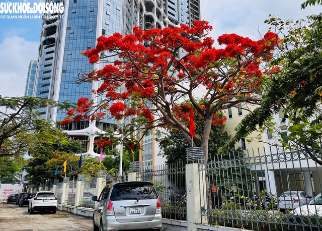 Tháng 5, về Hải Phòng check-in hoa phượng đỏ- Ảnh 8. Tháng 5, về Hải Phòng check-in hoa phượng đỏ- Ảnh 8.