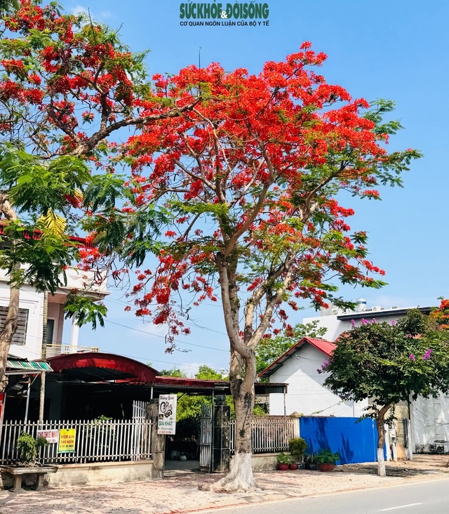 Tháng 5, về Hải Phòng check-in hoa phượng đỏ- Ảnh 10. Tháng 5, về Hải Phòng check-in hoa phượng đỏ- Ảnh 10.