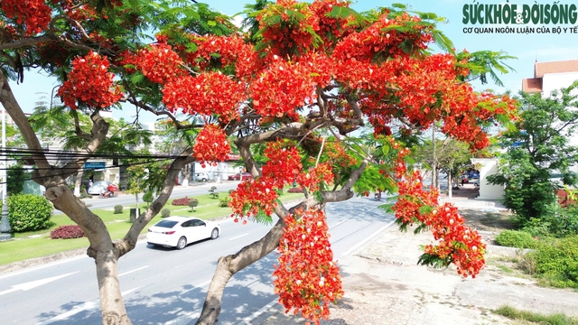 Tháng 5, về Hải Phòng check-in hoa phượng đỏ- Ảnh 11. Tháng 5, về Hải Phòng check-in hoa phượng đỏ- Ảnh 11.