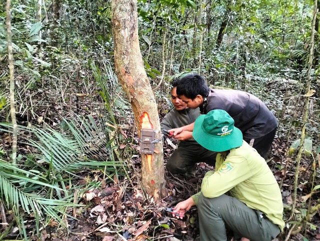 Hé lộ cách đặt bẫy ảnh để ghi hình nhiều loài động vật quý hiếm ở Khánh Hòa- Ảnh 1.
