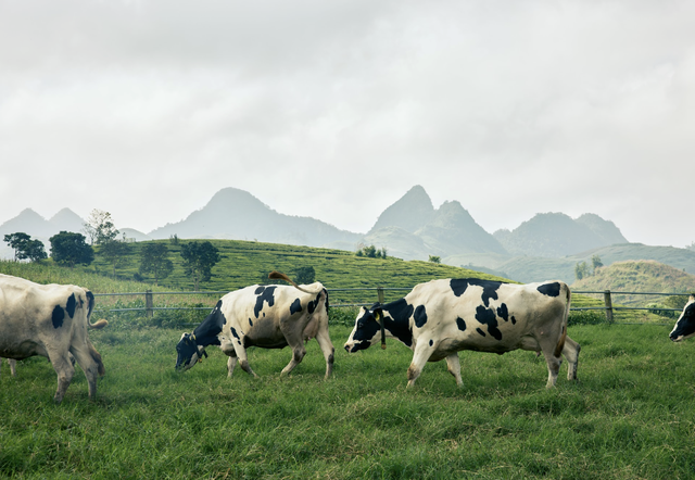 Sữa tươi Mộc Châu Creamery ghi dấu với chứng nhận Clean Label Project từ Hoa Kỳ- Ảnh 3. Sữa tươi Mộc Châu Creamery ghi dấu với chứng nhận Clean Label Project từ Hoa Kỳ- Ảnh 3.
