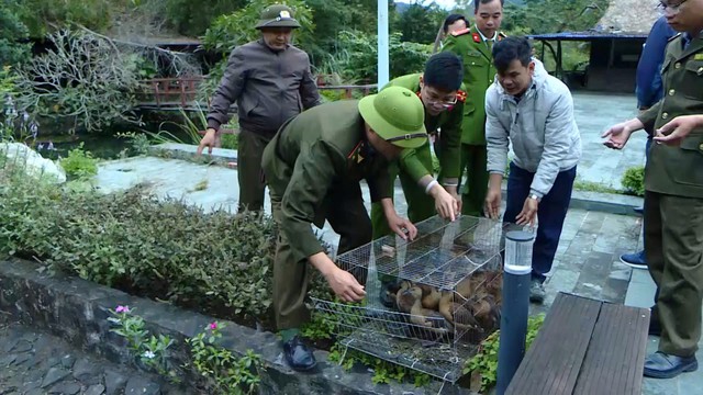 Hải Phòng: Thả hơn 3.200 cá thể chim, động vật quý hiếm về tự nhiên- Ảnh 1. Hải Phòng: Thả hơn 3.200 cá thể chim, động vật quý hiếm về tự nhiên- Ảnh 1.