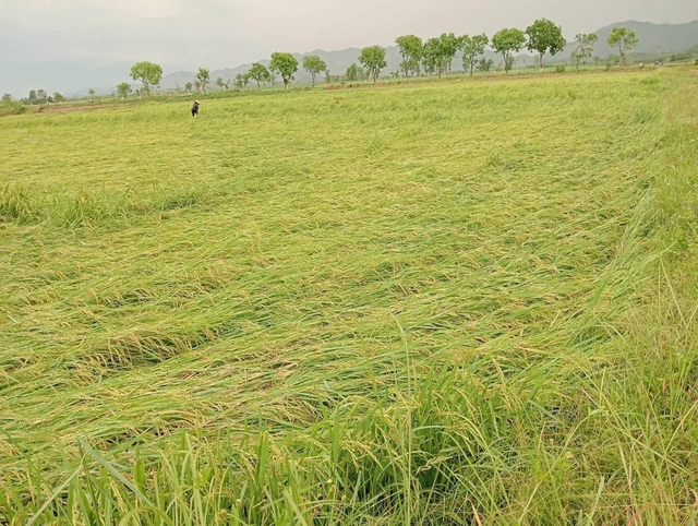 Dông lốc, mưa đá tàn phá Nghệ An: Hàng nghìn héc-ta lúa đổ rạp, gần 1.000 nhà hư hỏng- Ảnh 3.