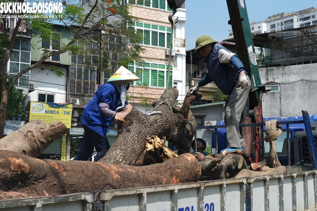 Đốn hạ loạt cây xanh làm đường huyết mạch ở trung tâm Hà Nội- Ảnh 3.