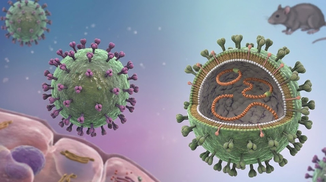 Cảnh giác nguy cơ nhiễm virus Hanta từ thực phẩm bị chuột xâm nhập- Ảnh 1.