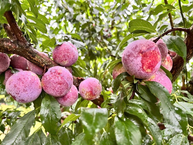 Mận đang vào mùa, 5 nhóm người nên hạn chế ăn để bảo vệ sức khỏe- Ảnh 1.