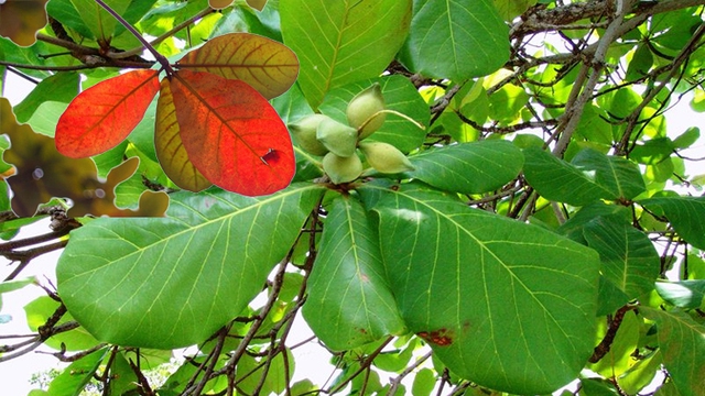 Lá bàng chữa bệnh gì?- Ảnh 1.