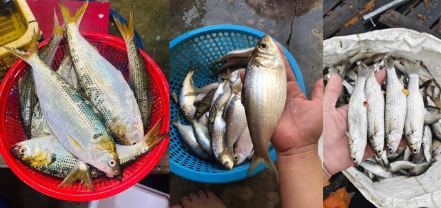 Bổ sung canxi tự nhiên với loại cá có hàm lượng cao vượt trội hơn sữa - Ảnh 1.