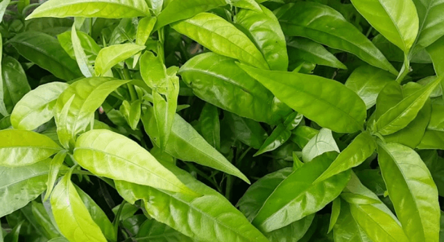 Cây xương khỉ: Cách sử dụng và lưu ý khi dùng- Ảnh 1. Cây xương khỉ: Cách sử dụng và lưu ý khi dùng- Ảnh 1.