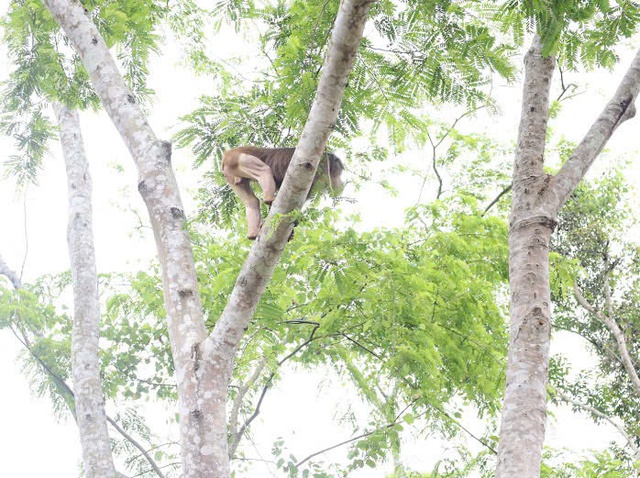 Hình ảnh thú vị về động vật quý hiếm mới được thả về rừng ở Đắk Lắk- Ảnh 5.