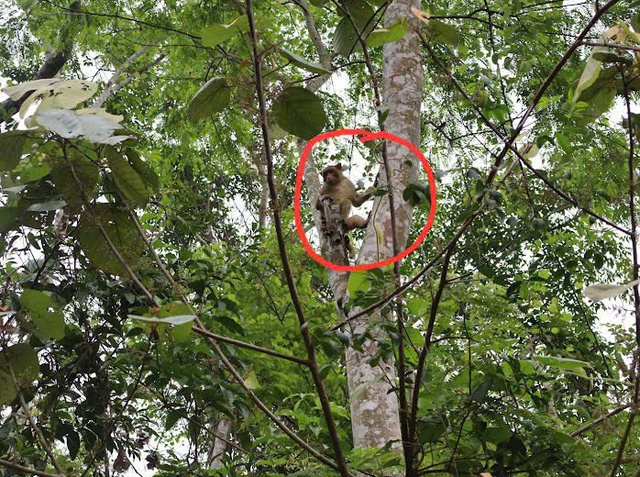 Hình ảnh thú vị về động vật quý hiếm mới được thả về rừng ở Đắk Lắk- Ảnh 6.