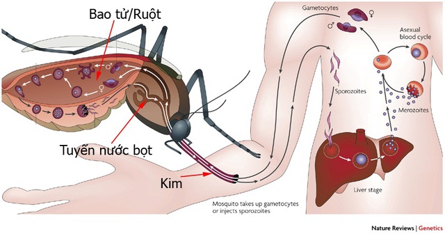 Muỗi gây sốt xuất huyết