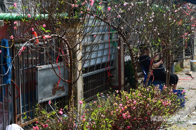 Hoa đào, lê, mận bung nở khoe sắc sớm dù 2 tháng nữa mới đến Tết Nguyên đán- Ảnh 7.