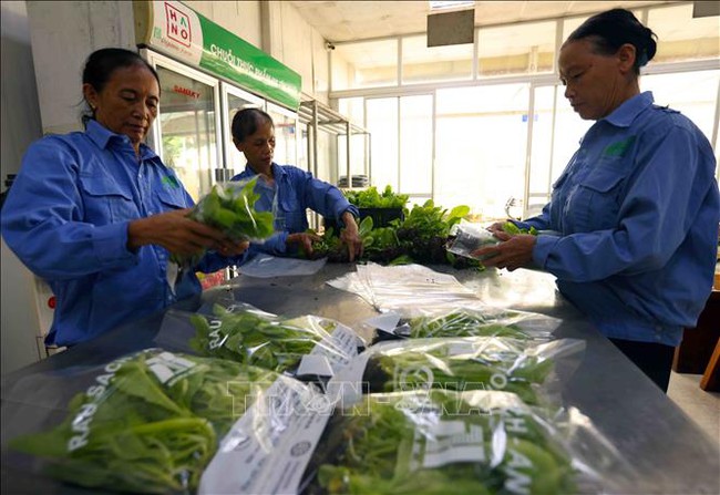 Hà Nội phát triển 29 chuỗi liên kết sản xuất với tiêu thụ nông sản- Ảnh 1. Hà Nội phát triển 29 chuỗi liên kết sản xuất với tiêu thụ nông sản- Ảnh 1.
