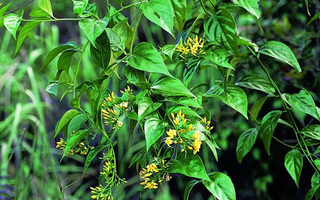 Suýt mất mạng vì ăn nhầm lá rừng: Câu chuyện cảnh báo cho những tín đồ ẩm thực- Ảnh 3. Cây lá ngón.