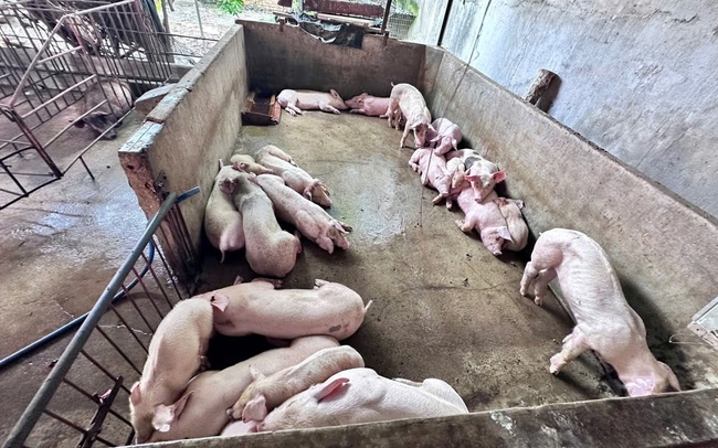 Triệt phá đường dây giết mổ lợn bệnh bán ra thị trường ở Đồng Nai- Ảnh 1. Triệt phá đường dây giết mổ lợn bệnh bán ra thị trường ở Đồng Nai- Ảnh 1.