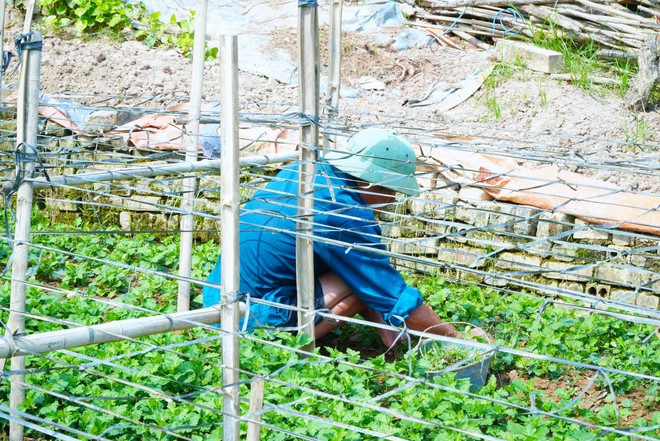 Làng đào Nhật Tân thiệt hại nặng sau lũ, người dân chuyển hướng để kịp vụ Tết- Ảnh 11.