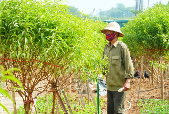 Làng đào Nhật Tân thiệt hại nặng sau lũ, người dân chuyển hướng để kịp vụ Tết- Ảnh 10.