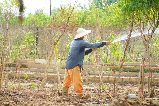 Làng đào Nhật Tân thiệt hại nặng sau lũ, người dân chuyển hướng để kịp vụ Tết- Ảnh 9.